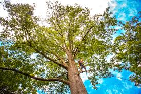 Best Storm Damage Tree Cleanup  in Red Bluff, CA