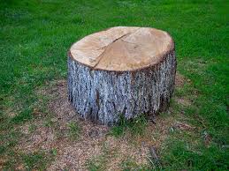 Best Arborist Consultation Services  in Red Bluff, CA