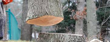 Best Tree Health Inspection  in Red Bluff, CA