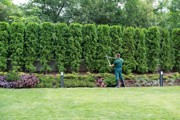 Best Lawn Pest Prevention  in Red Bluff, CA